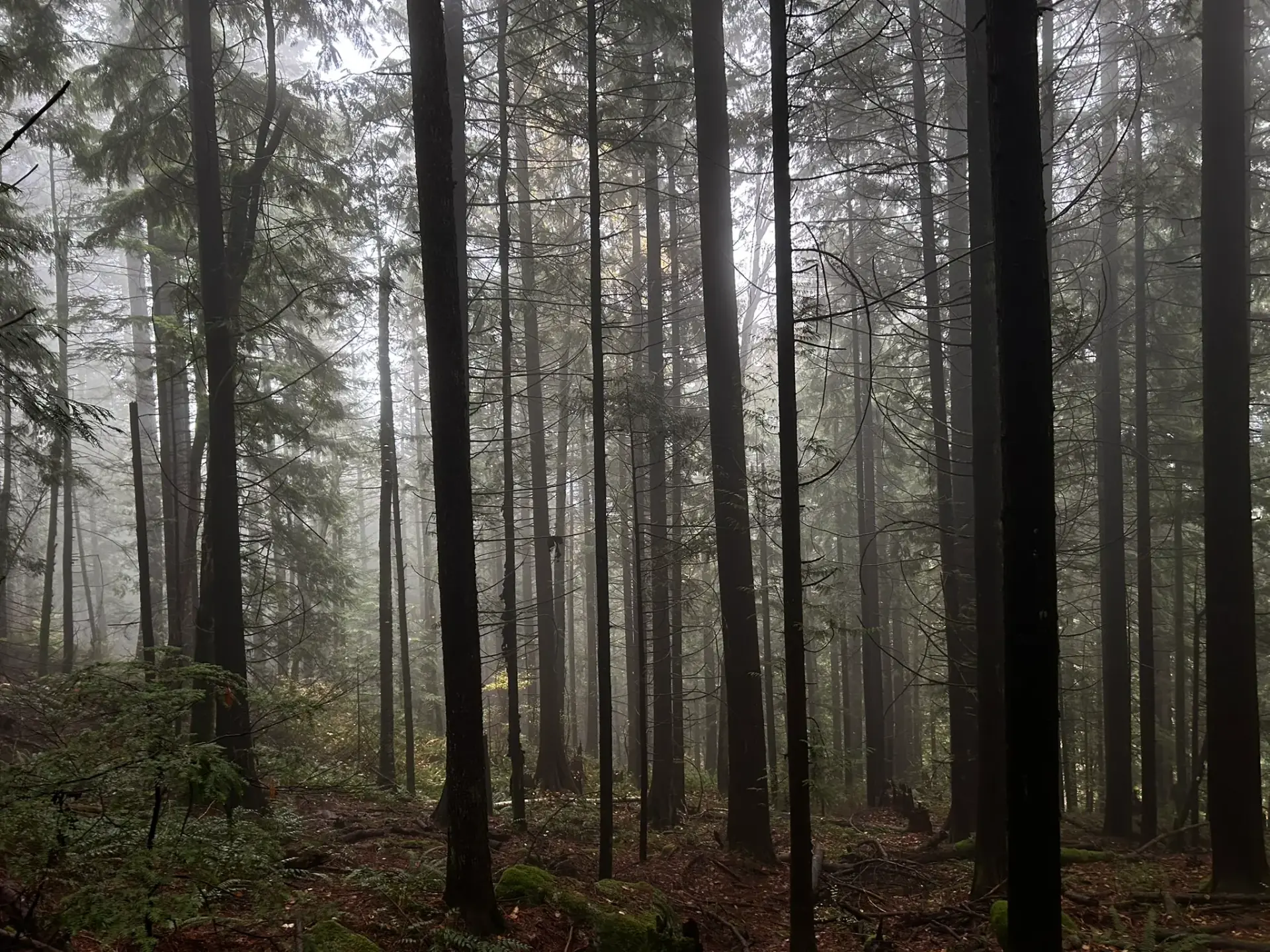 BC Hope national park represents the nature of local SEO